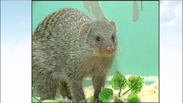 Редьярд Киплинг Рикки-Тикки-Тави ч.2