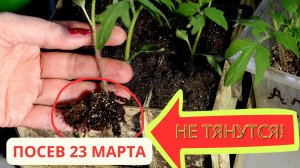 ИМ ВСЕГО 3 НЕДЕЛИ! 🍅 Секрет толстого стебля: от 5 минут в хлоргексидине до пикировки томатов.