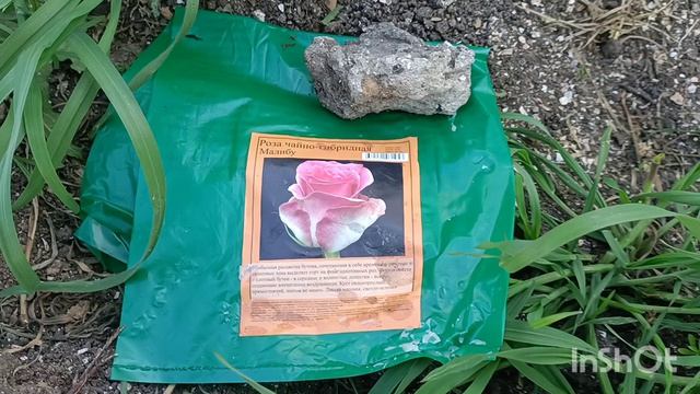 Розы из светофора