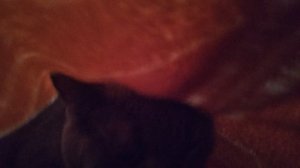 кот под одеялом