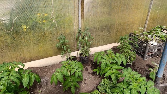 Теплица 11 апреля 2026 год