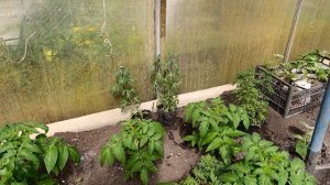 Теплица 11 апреля 2026 год