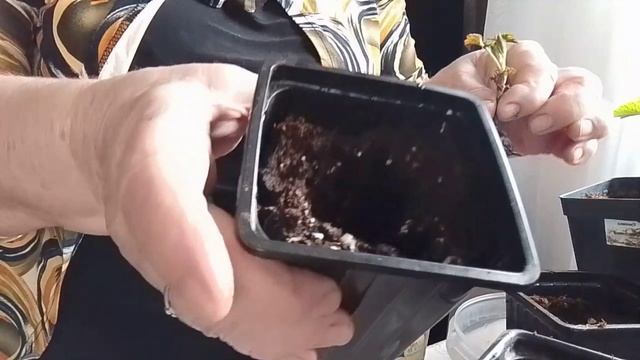 Продуктивное размножение  малины ( 2 - способ ) Не упустите момент