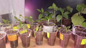 Поздние посевы на рассаду томатов,перцев,баклажанов.Сплошные плюсы и никаких танцев с бубном.