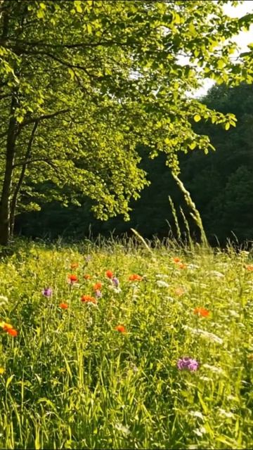 Солнечный день на лесной поляне