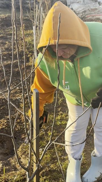 Секатор аккумуляторный, лучший помощник.