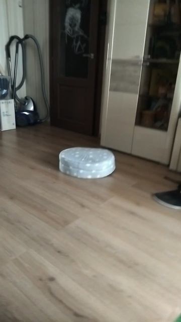 Наш смешной котик Роки❤️