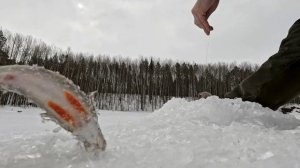 рыбалка 11.04.2026