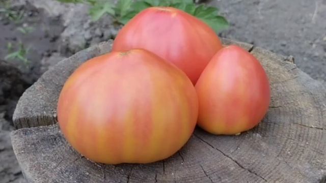 Томат Козула 156 (Kosovo и Copia)