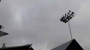 Николаевские голуби  48  RUS 15.04.2026 г