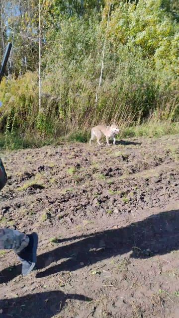 Мои девочки, и один жених 🐕🐩🐶