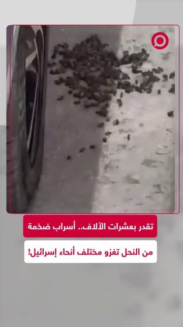 عشرات الآلاف النحل تغزو المدن الإسرائيلية فجأة