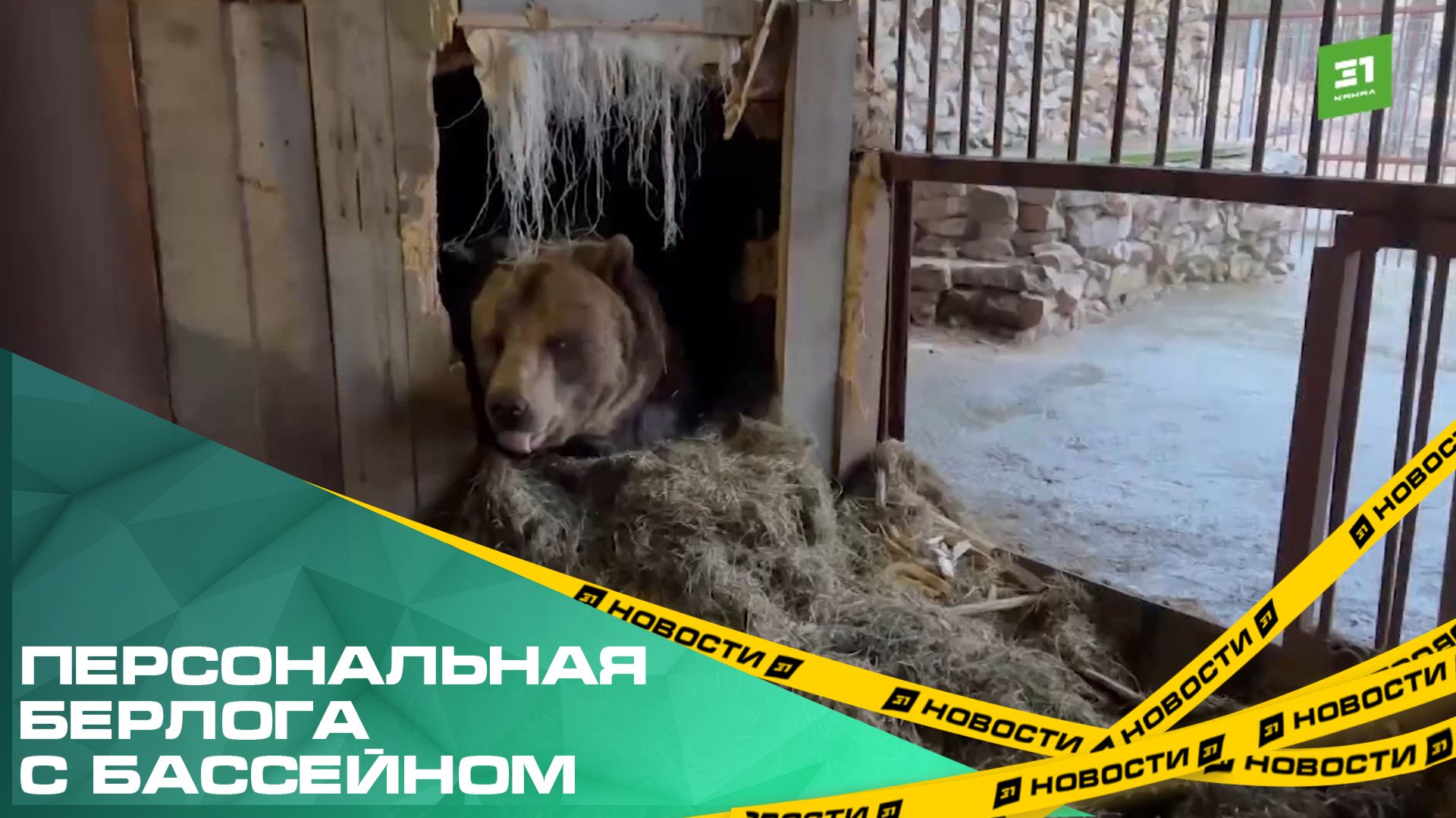 Персональная берлога с бассейном. Медведь Степан переехал в нацпарк Зюраткуль