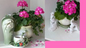 Карликовая Пеларгония Фотосесия