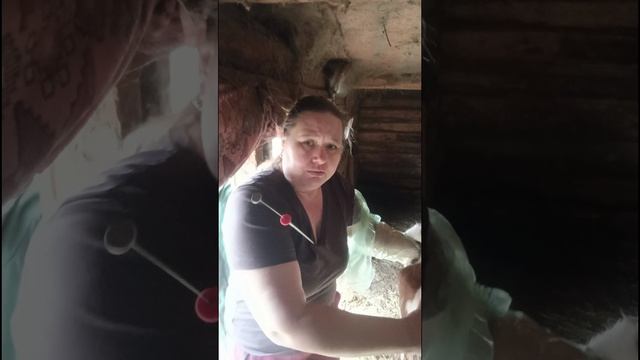 искусственное осеменение коров