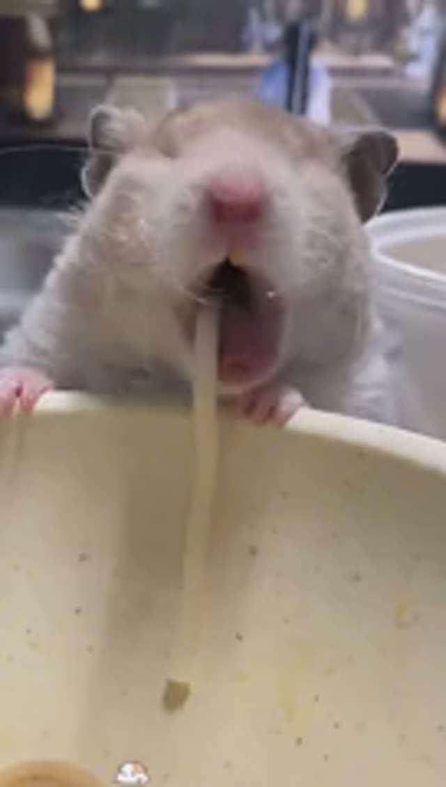 Приколы с хомяками🐹🐹Пушистый угар😂😂