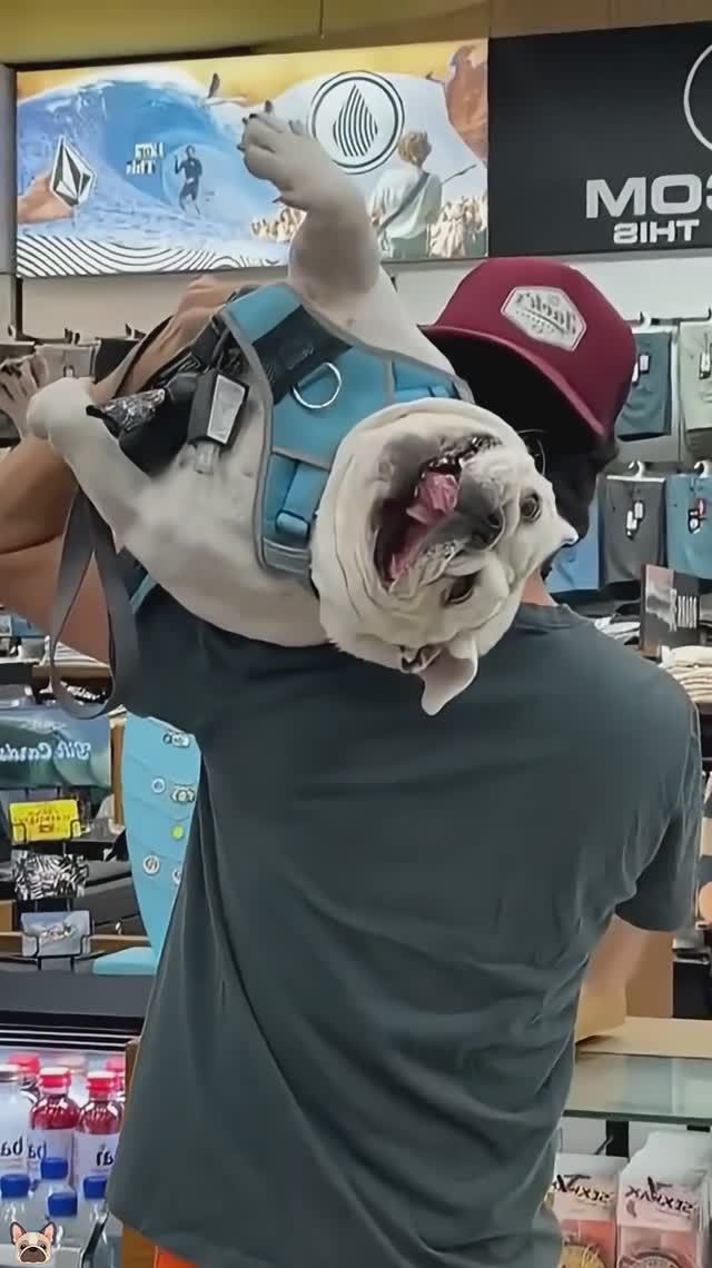 Приколы с Бульдогами! Я ржал до слез😂😂