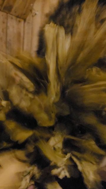 Аляскинский Маламут Юкас