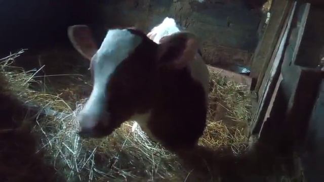 РЕШЕНИЕ ОБДУМАННОЕне спонтанное..Сельская жизнь