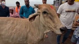 Замуж в Индию МЕНЯ ПРЕСЛЕДУЮТ Муж еле спас от толпы Пришлось прыгать на ходу в такси