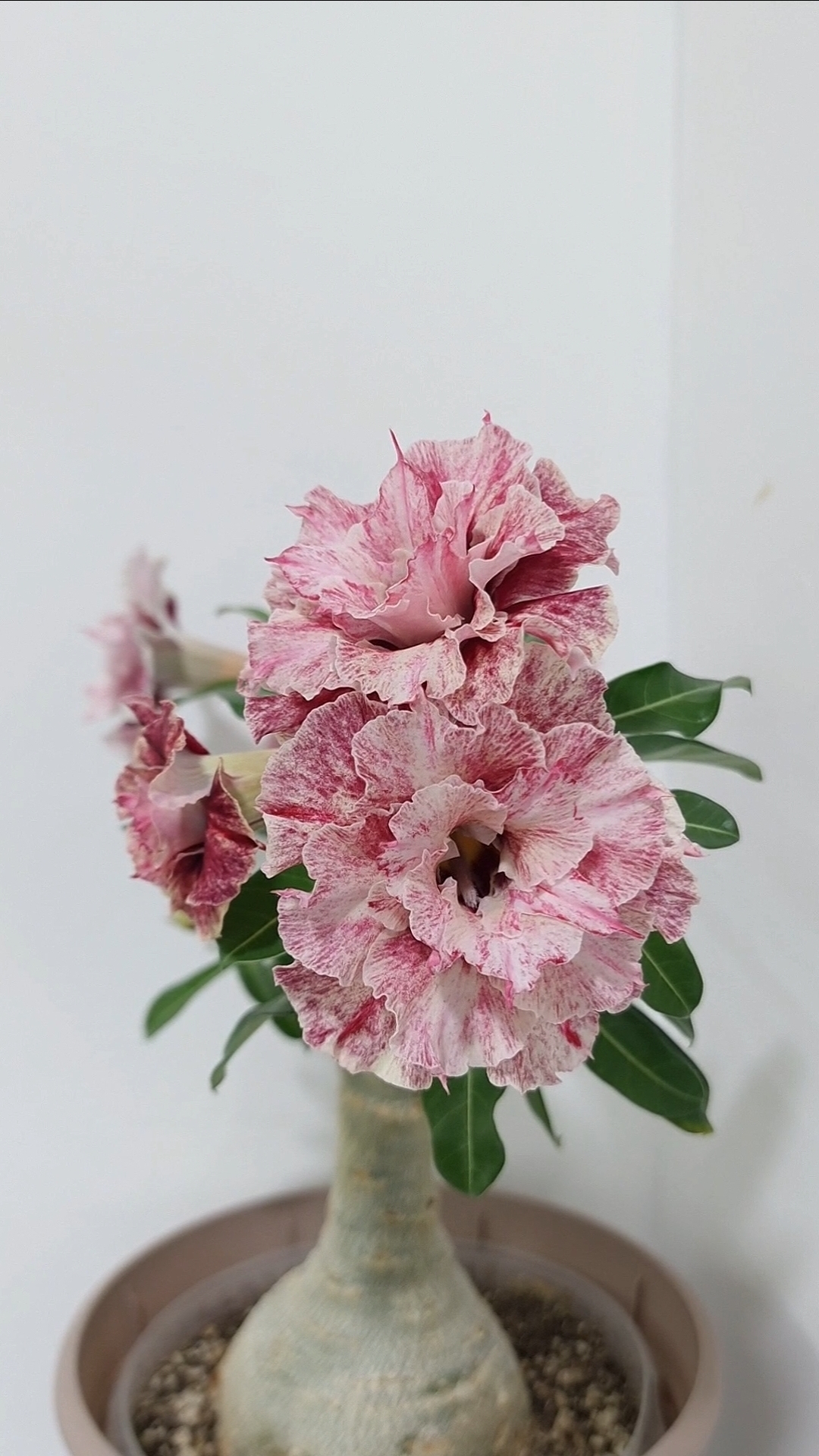 Spring Dance. Адениум. Ароматный сорт.