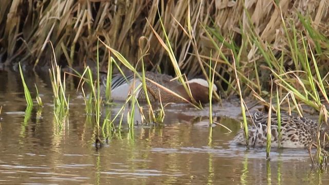 Дивные утки / Наблюдаем за парой Чирков-трескунков /Девятая серия (14 апреля 2026)