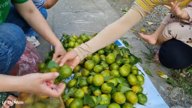 Сбор мандаринов и доставка их на рынок для продажи в качестве ингредиента для блюд