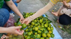 Сбор мандаринов и доставка их на рынок для продажи в качестве ингредиента для блюд