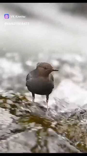 About bird  Оляпка