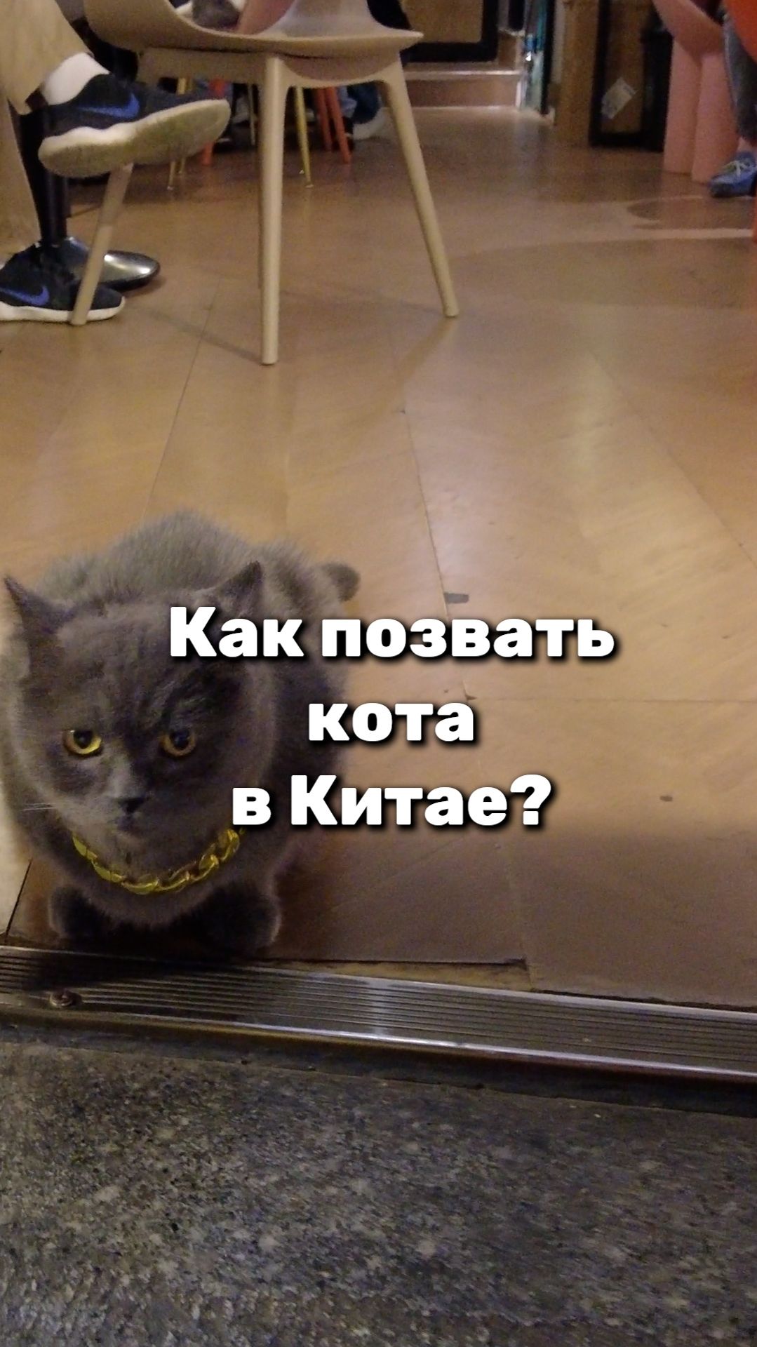Как позвать кота в Китае