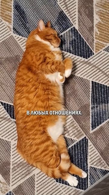 Лайфхаки как использовать кота для отношений #кот #котик #кошка