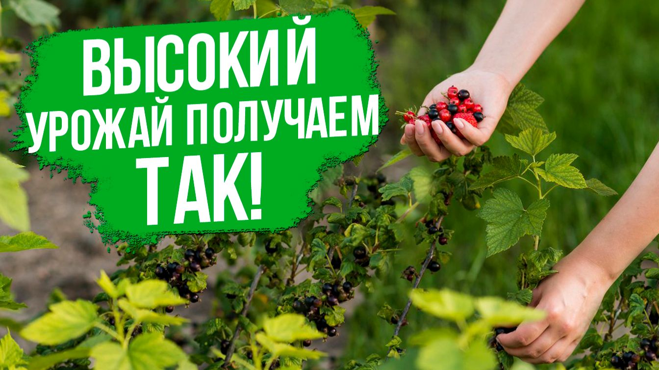 Как получить ВЫСОКИЙ УРОЖАЙ смородины? Новые сорта смородины 2026.