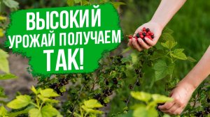 Как получить ВЫСОКИЙ УРОЖАЙ смородины? Новые сорта смородины 2026.