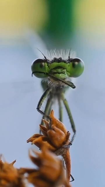 Удивительные_кадры_стрекозы,_похожа_на_какого_то_милого_старичка