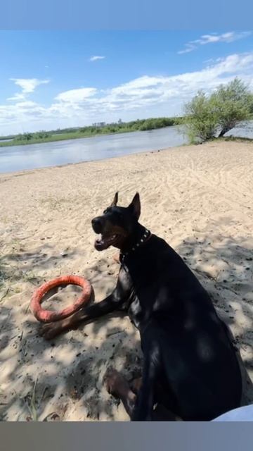 Наша девочка 