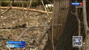 "Малиновая гряда" теряет зеленую зону: власти одобрили стройку спортивного объекта