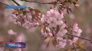 В Аптекарском огороде расцвела сакура