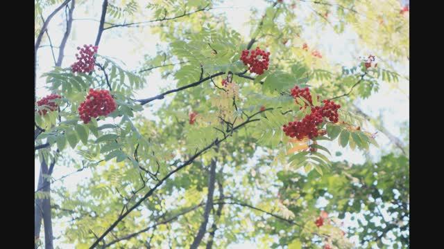 Один из парков с музыкальным фоном