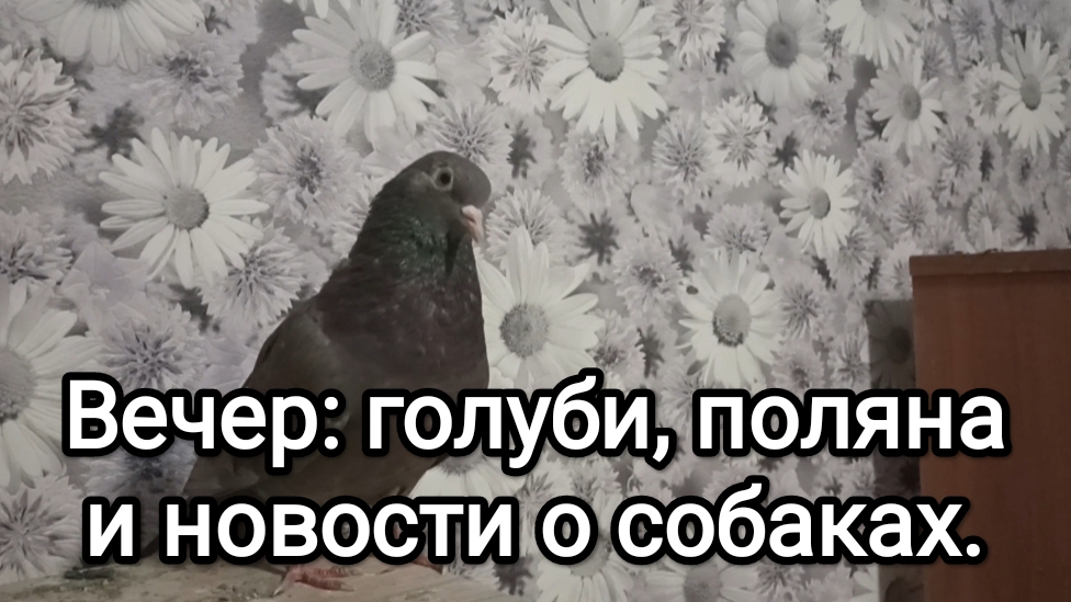 16-04-2026. Вечер: голуби поляна и новости о собаках.