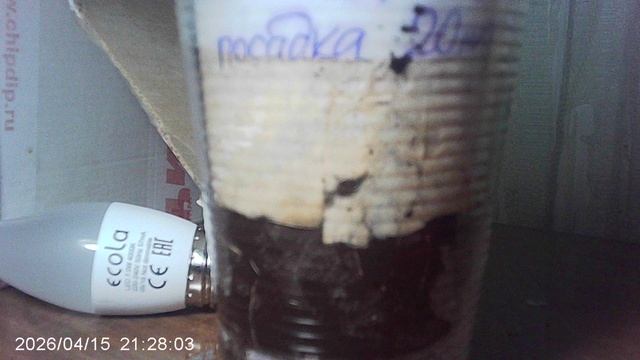 Обзор дополнительного освещения кабачков сорта 