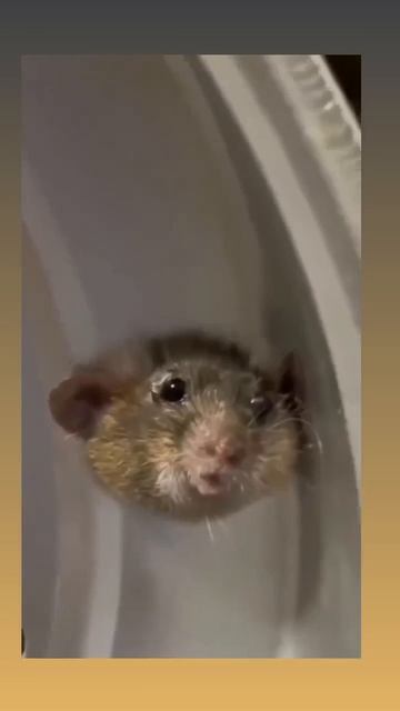 Застрял 🥹  Смешные видео 👉Подписаться