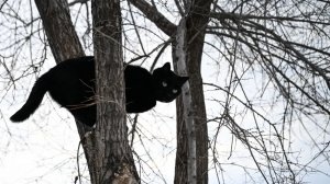 Залез и не смог слезть: кот на двое суток застрял на 25-метровой сосне