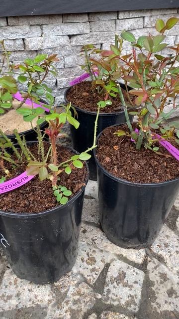 Розы от Русроза.ру - краткий отзыв