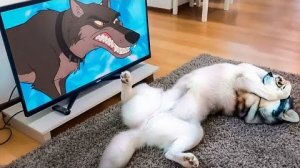 ЗАБАВНАЯ РЕАКЦИЯ ЖИВОТНЫХ НА СВОИХ  ДВОЙНИКОВ