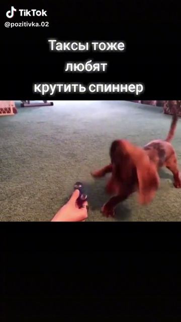 таксы тоже любят крутить спинер