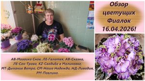 Обзор цветущих Фиалок 16.04.2026!