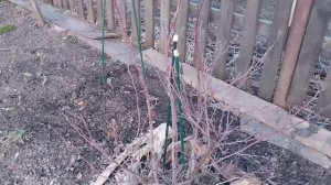 Началась уборка в саду.