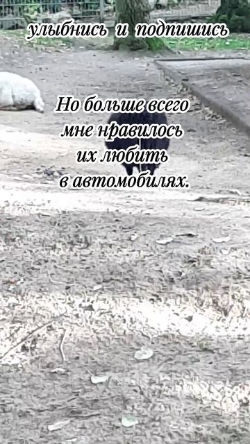 любовь в машине