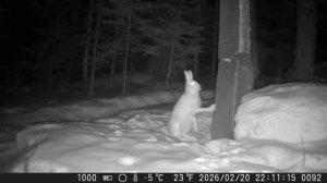Видео от Красноярская тайга. Фотоловушки