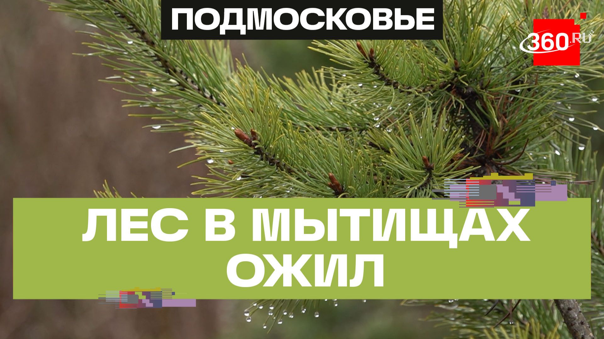 Вторая жизнь для лесов спустя 10 лет: итоги акции Наш лес. Посади свое дерево подвели в Мытищах